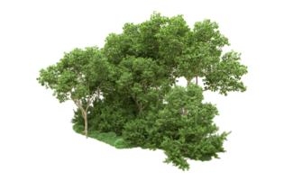 Green forest isolated on background. 3d rendering - illustration png