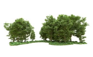 Green forest isolated on background. 3d rendering - illustration png