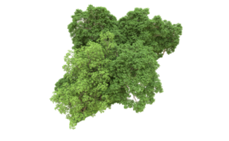 grön skog isolerat på bakgrund. 3d tolkning - illustration png