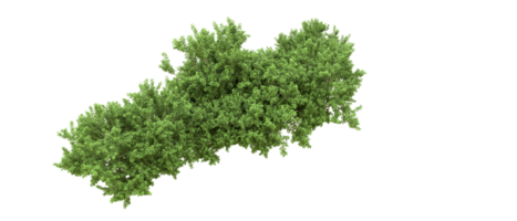 Green forest isolated on background. 3d rendering - illustration png