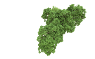 verde foresta isolato su sfondo. 3d interpretazione - illustrazione png