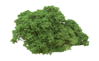 vert forêt isolé sur Contexte. 3d le rendu - illustration png