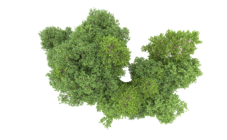 verde foresta isolato su sfondo. 3d interpretazione - illustrazione png