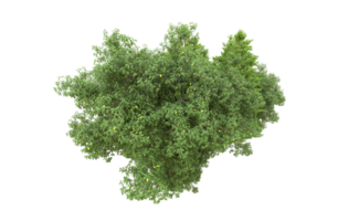 verde floresta isolado em fundo. 3d Renderização - ilustração png