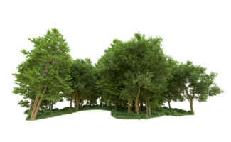 Green forest isolated on background. 3d rendering - illustration png