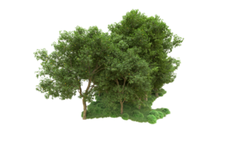 Green forest isolated on background. 3d rendering - illustration png