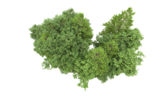 verde foresta isolato su sfondo. 3d interpretazione - illustrazione png