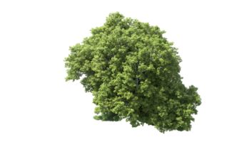 vert forêt isolé sur Contexte. 3d le rendu - illustration png