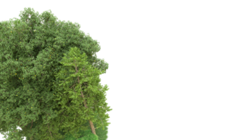 Green forest isolated on background. 3d rendering - illustration png