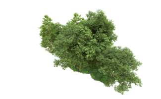 Green forest isolated on background. 3d rendering - illustration png