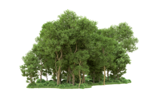 Green forest isolated on background. 3d rendering - illustration png