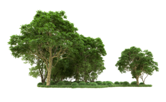 Green forest isolated on background. 3d rendering - illustration png