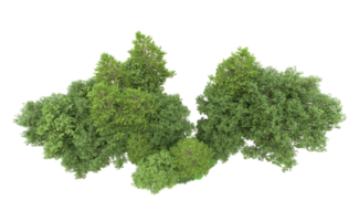 Green forest isolated on background. 3d rendering - illustration png