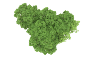 vert forêt isolé sur Contexte. 3d le rendu - illustration png