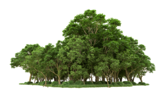 Green forest isolated on background. 3d rendering - illustration png