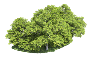 Green forest isolated on background. 3d rendering - illustration png