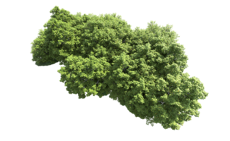 verde floresta isolado em fundo. 3d Renderização - ilustração png