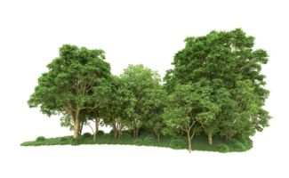 Green forest isolated on background. 3d rendering - illustration png