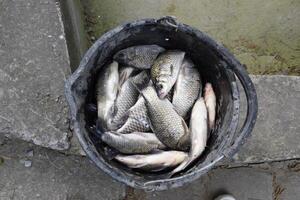 River fish in a plastic bucket. Fish catch. Carp and carp. Weed fish. photo