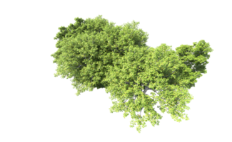 Green forest isolated on background. 3d rendering - illustration png