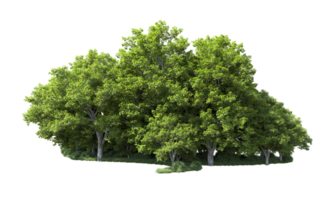 Green forest isolated on background. 3d rendering - illustration png