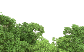 verde floresta isolado em fundo. 3d Renderização - ilustração png