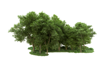 Green forest isolated on background. 3d rendering - illustration png