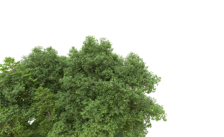 Green forest isolated on background. 3d rendering - illustration png