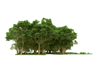 Green forest isolated on background. 3d rendering - illustration png