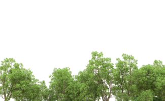 Green forest isolated on background. 3d rendering - illustration png