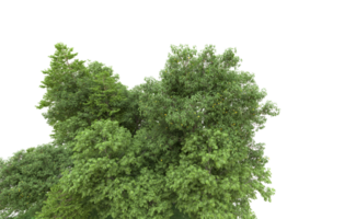 Green forest isolated on background. 3d rendering - illustration png