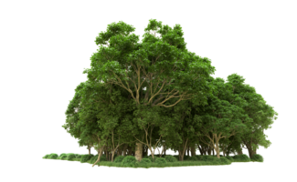 Green forest isolated on background. 3d rendering - illustration png