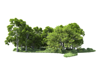 Green forest isolated on background. 3d rendering - illustration png