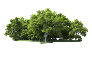 Green forest isolated on background. 3d rendering - illustration png