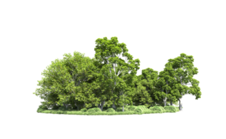 Green forest isolated on background. 3d rendering - illustration png