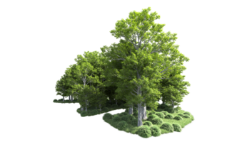 Green forest isolated on background. 3d rendering - illustration png