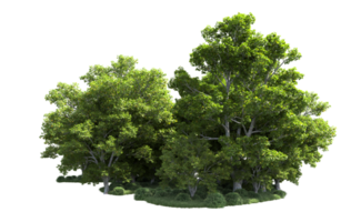 Green forest isolated on background. 3d rendering - illustration png