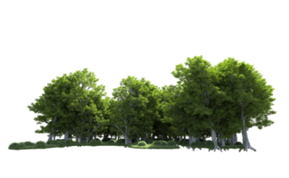 Green forest isolated on background. 3d rendering - illustration png