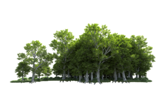 Green forest isolated on background. 3d rendering - illustration png