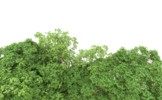 Green forest isolated on background. 3d rendering - illustration png