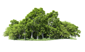 Green forest isolated on background. 3d rendering - illustration png