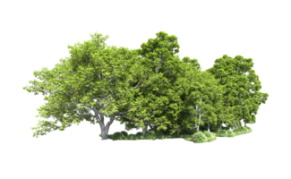 Green forest isolated on background. 3d rendering - illustration png