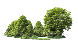 Green forest isolated on background. 3d rendering - illustration png