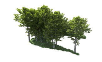 verde floresta isolado em fundo. 3d Renderização - ilustração png