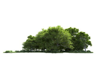 Green forest isolated on background. 3d rendering - illustration png