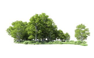 Green forest isolated on background. 3d rendering - illustration png