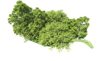 Green forest isolated on background. 3d rendering - illustration png