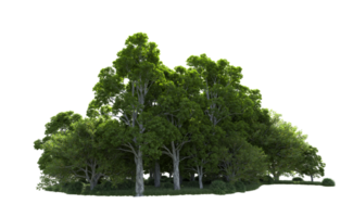 Green forest isolated on background. 3d rendering - illustration png