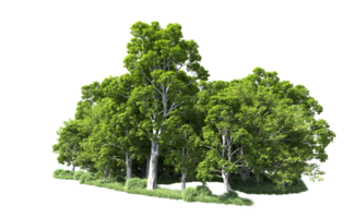 Green forest isolated on background. 3d rendering - illustration png