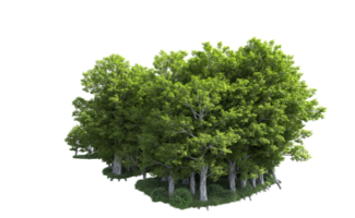 Green forest isolated on background. 3d rendering - illustration png